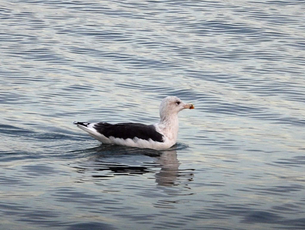 Grote Mantelmeeuw [00070] 20-okt-2018 (Schouwen Duiveland, Zeeland).jpg - Grote Mantelmeeuw [Larus marinus]